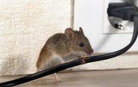 Pest Control Experts of Peoria Logo