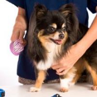 Classic Cuts Dog Grooming Logo