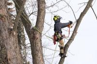 Bonita Springs Tree Service Logo