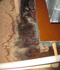 Water Damage Experts of Old Town Logo