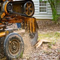 Tree Surgeons of Kalamazoo Logo