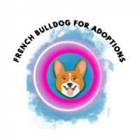 french bulldog for adoption logo