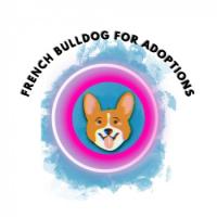 french bulldog for adoption Logo