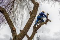 Bethesda Tree Service Pros Logo