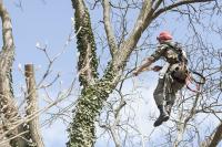A and S Tree Service Logo