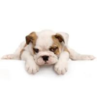 Karen's Dog House Of Beauty Logo