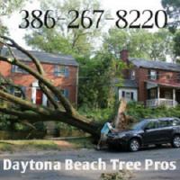 Daytona Beach Tree Pros logo