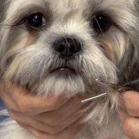 Koyote Kennels Mobile Grooming LLC Logo