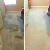 Tropical Carpet Care Logo