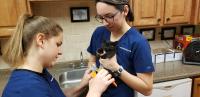 Pekin Veterinary Clinic Logo