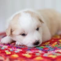 Little Ponderosa Kennels Logo