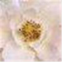 Norman Pastorek, M.D., P.C. - Madison, CT Logo