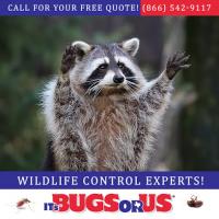 It’s Bugs Or Us Pest Control - Fort Worth Logo