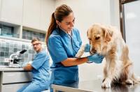 Brandon Mobile Vet Logo