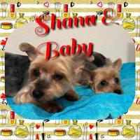 Laura's Classy Canines Logo