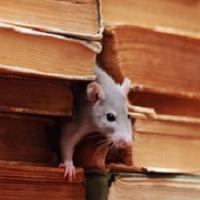 Premier Termite & Pest Control Company Logo