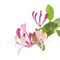 Andrea's Flowers  Logo