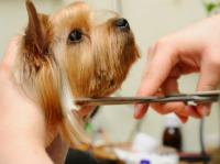 Linda Quigg's Pet Groomer Logo