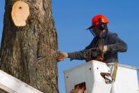 JM Atlanta Tree Service Logo