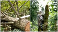 Greener Earth Lawn And Tree Service Logo