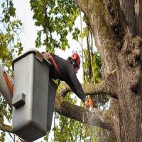 Big Farm Tree Service Logo