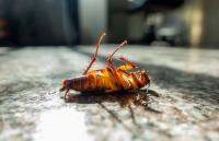 Lake City Pest Control Experts Logo