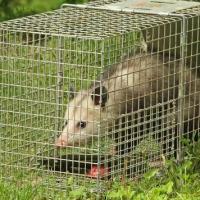 Pro Pest Control Service Logo