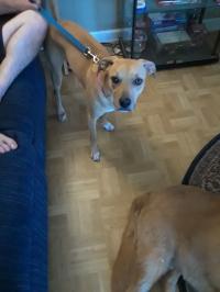 Dogs-N-Paws Dog Walking and Pet Sitting Services Logo