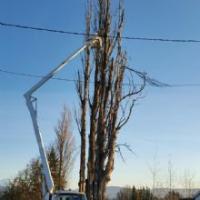 Columbia Tree Service Logo