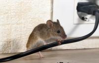 Smith Rock Pest Control Logo