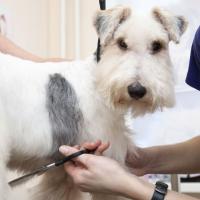 Bradenton DogStars LLC Logo