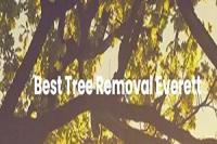 Best Tree Service Everett Logo
