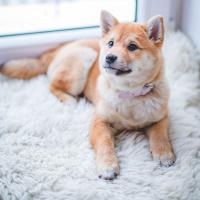 Clover Dog Pet Supply and Wash Logo