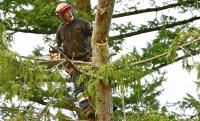 Russel Tree Service and Landscaping Logo