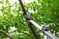DC Tree Pros Logo