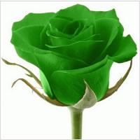 Green Rose Health care ltd Logo