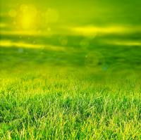 Frank Lopez & Sons Landscaping, Garden and Maintenance Logo