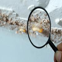 Wisco Termite Removal Experts Logo