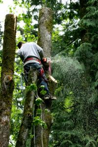 Gomez Tree Service Logo