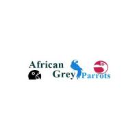 African Grey Parrots Logo