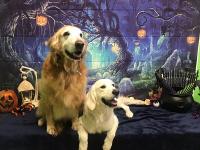 The Pet Pawlor Logo