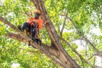 Huntsville Tree Pros Logo