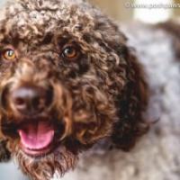 Posh Paws Grooming & Pet Spa LLC Logo