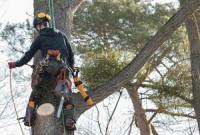Sawyer Tree Service of Holly Springs Logo