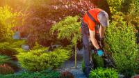 Vera Lawn Care Logo