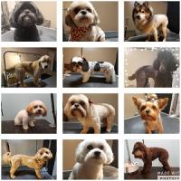 Shawnee Hills Pet Grooming Logo