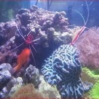 Underwater World Union Logo