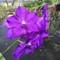 Banjong Orchids Logo