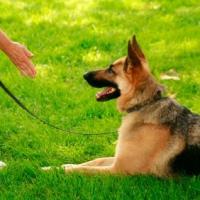 The K-9 Club Logo