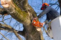 Neff Tree Service Logo